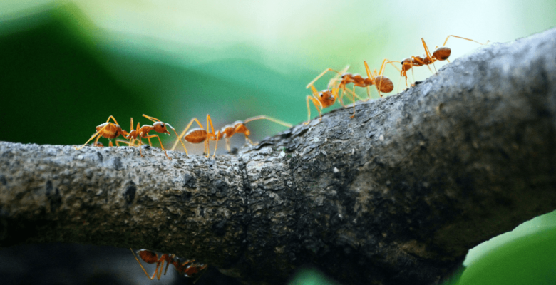 observer un élevage pour éveiller son enfant aux sciences
